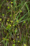 Low spearwort